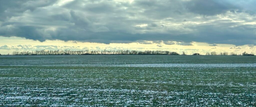 Ukrainian field